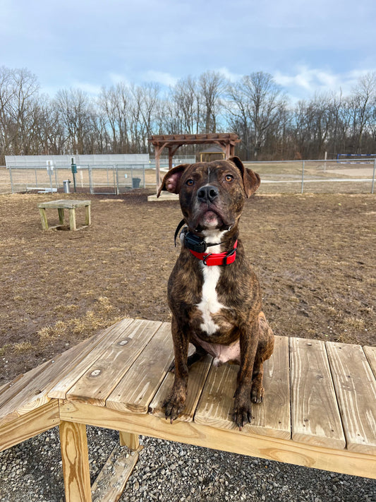 1 inch Biothane Collar