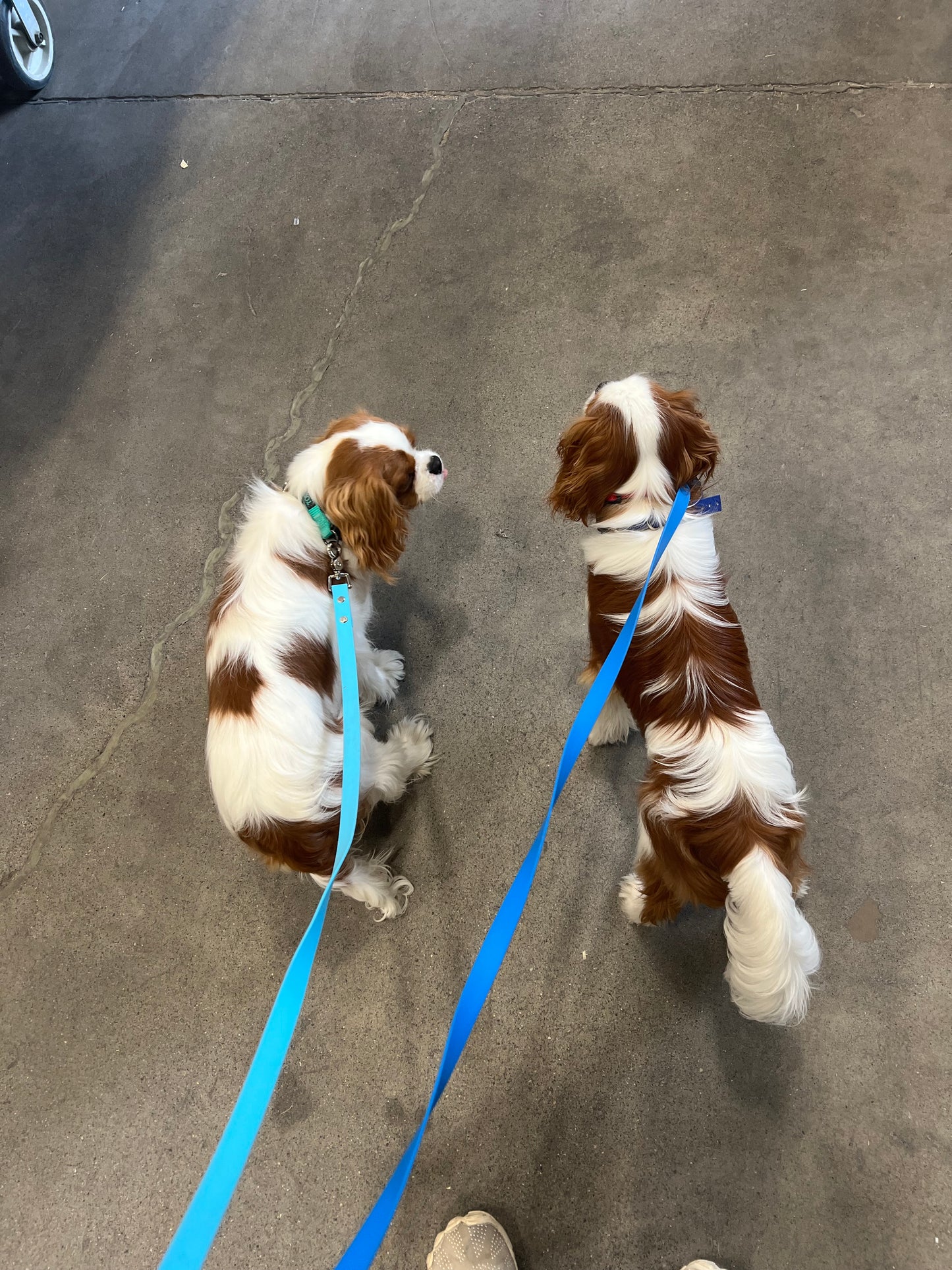 Biothane Leash 3/4in