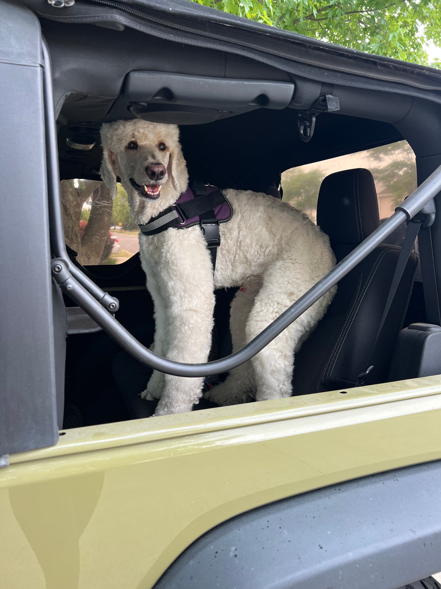 Biothane Dog Seatbelt