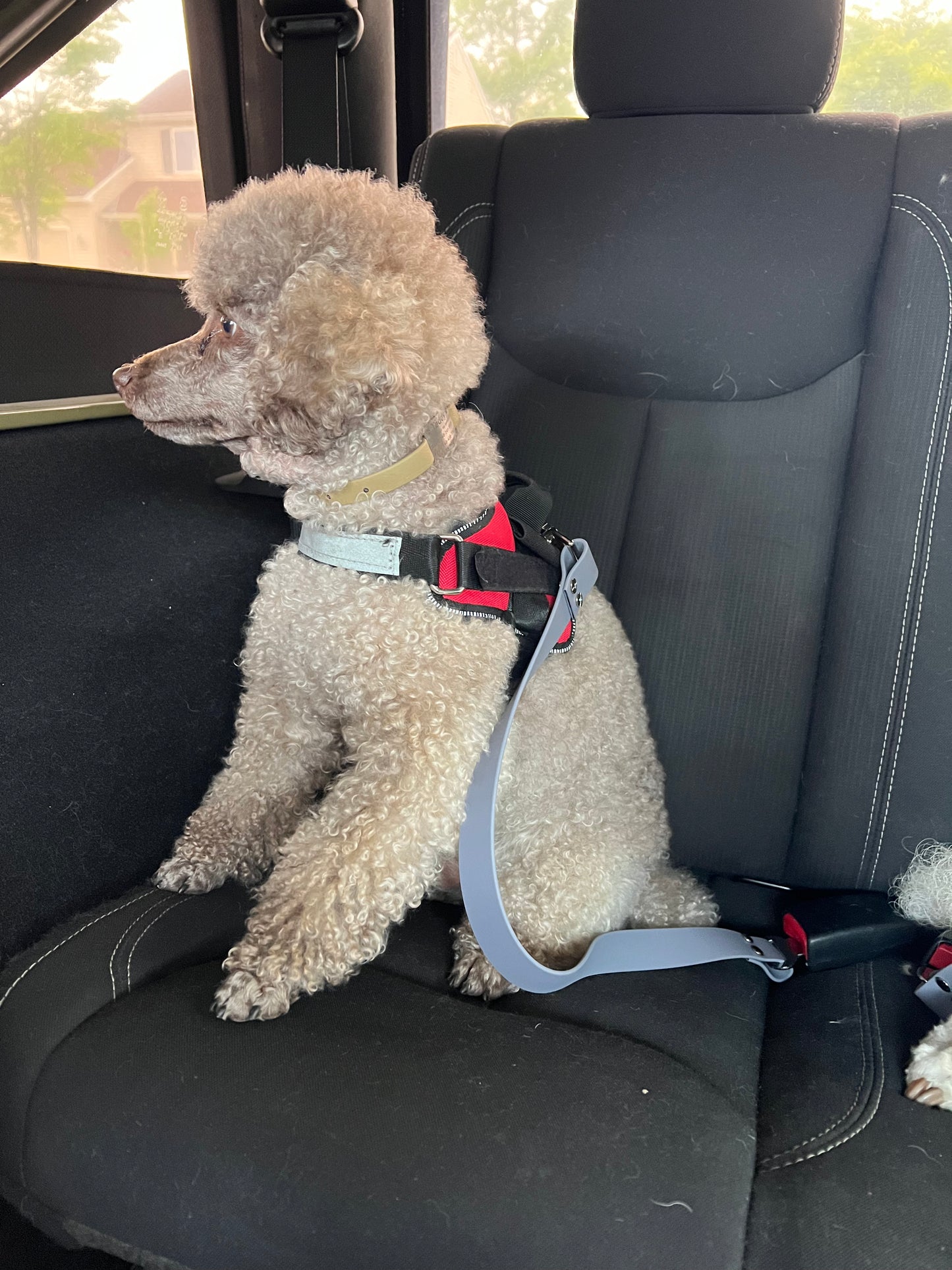 Biothane Dog Seatbelt