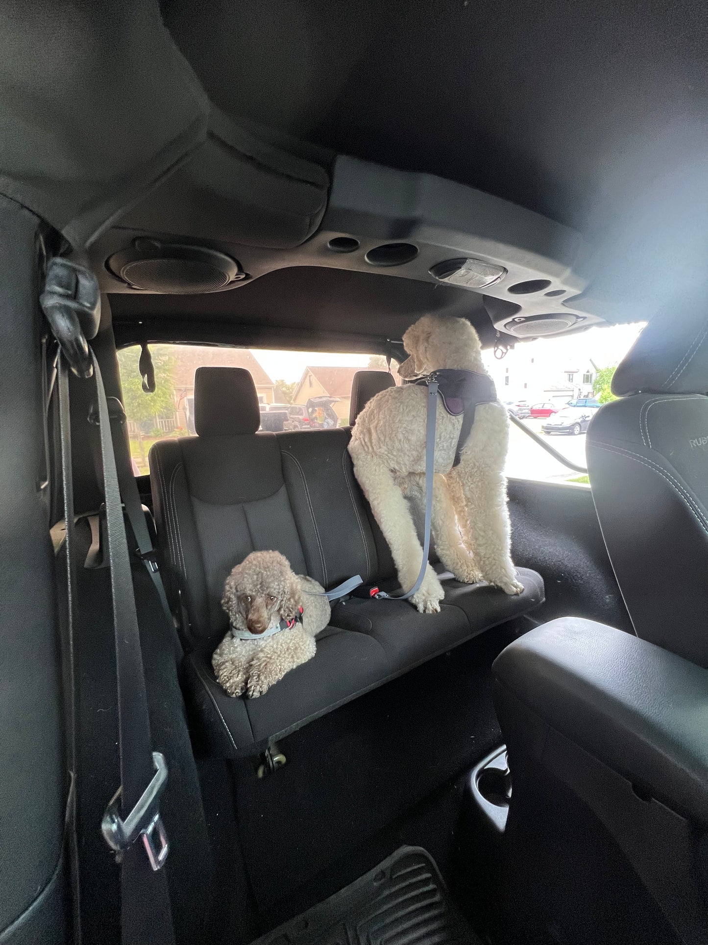 Biothane Dog Seatbelt